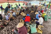 Đàm phán với Trung Quốc thông đường cho khoai lang tím Việt Nam