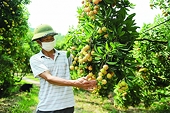 Hợp sức tiêu thụ nông sản