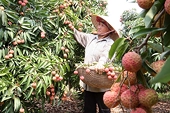 Lô vải thiều Thanh Hà đầu tiên đã tới Pháp