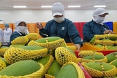 Xuất khẩu rau quả sang Trung Quốc tăng trưởng tích cực