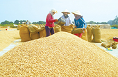 Xuất khẩu gạo chuyển dịch theo hướng giảm lượng, tăng chất