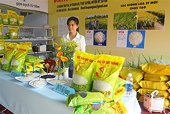 Gạo ST25, ST24 tiếp tục được thị trường Mỹ, Trung Quốc chọn mua