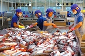 Doanh nghiệp xuất khẩu cá tra rút khỏi sang EU: Chỉ là động thái nhất thời