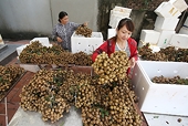 Loay hoay bảo quản trái nhãn xuất khẩu