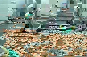 Xuất khẩu tôm sẽ bứt tốc vào cuối năm?