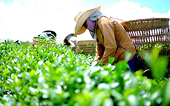 Nhiều dư địa để đẩy mạnh xuất khẩu chè vào thị trường Nga