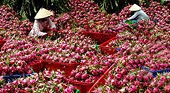 Nông sản Việt nối tiếp nhau xuất ngoại
