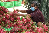 Bàn giải pháp xuất khẩu trái thanh long sang Ấn Độ và Pakistan