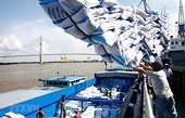 Xuất khẩu gạo kỳ vọng những tín hiệu tốt khi dịch được kiểm soát