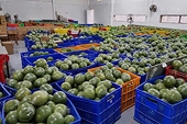 Bộ Công Thương khuyến nghị doanh nghiệp xuất khẩu chính ngạch sang Trung Quốc nhằm tránh ách tắc