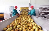 Chông chênh mục tiêu xuất khẩu cuối năm