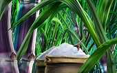 Điều tra chống lẩn tránh biện pháp phòng vệ thương mại đối với một số sản phẩm đường mía có xuất xứ từ Thái Lan