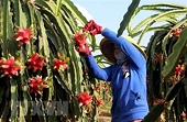 Thúc đẩy xuất khẩu hàng nông sản sang thị trường Trung Quốc