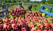 Trung Quốc thay đổi quyết liệt, bỏ "thói quen" buôn bán nông sản thời vụ