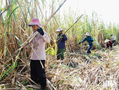 Đường mía -  Việt Nam điều tra chống lẩn tránh biện pháp phòng vệ thương mại (AC02.AD13-AS01)