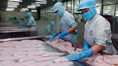 Xuất khẩu cá tra: Thị trường rộng cửa, chờ các nhà máy hồi phục