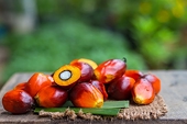 Ấn Độ giảm thuế nhập khẩu cơ bản đối với dầu thực vật thô xuống 0%