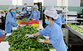 Đẩy mạnh xuất khẩu hàng nông sản chủ lực