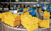 Giá cao su tăng mạnh, doanh nghiệp xuất khẩu lãi to