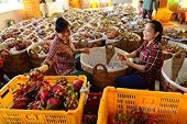 Xuất khẩu nông phẩm sang thị trường EU: Đẩy mạnh áp dụng tiêu chuẩn Global G.A.P