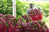 Thời cơ mới để Việt Nam tiếp cận sâu và bền vững thị trường Nhật Bản