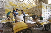 Thu hồi giấy phép nếu doanh nghiệp không xuất khẩu gạo
