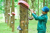 Xuất khẩu cao su bền vững: Cần đẩy mạnh liên kết chuỗi