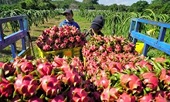 Trung Quốc ngưng nhập thanh long Việt Nam qua cửa khẩu Hữu Nghị