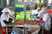 Vì sao doanh nghiệp vẫn chưa mặn mà với xuất khẩu chính ngạch?