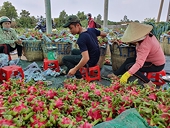 Sản lượng trái cây xuất đi Nhật, Hàn cộng lại chỉ bằng hai ngày bán sang Trung Quốc