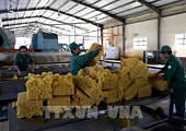 Triển vọng nào cho ngành cao su năm 2022?