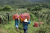 Trung Quốc mở cửa lại cho trái thanh long, Bộ Công Thương liên tục cảnh báo an toàn