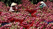 Xuất khẩu Thanh long sang Ấn Độ: Tránh ăn xổi ở thì