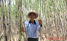 Hướng tới phát triển bền vững mía đường Việt Nam