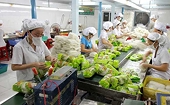 Xây dựng kế hoạch bài bản xuất khẩu rau quả sang Mỹ, EU