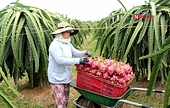 Tiêu thụ thanh long khó khăn, nhà vườn, doanh nghiệp như "ngồi trên đống lửa"