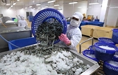 Xuất khẩu tôm đặt mục tiêu 4 tỷ USD