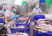 Kéo dài chu kỳ tăng trưởng ngành cá tra: Vẫn còn những nỗi lo