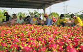 Phát triển bền vững cây thanh long