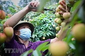 Để vải thiều rộng đường vào các thị trường mang lại giá trị cao