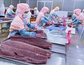 Xuất khẩu cá ngừ đạt đỉnh 5 năm