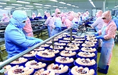 Xuất khẩu tôm sang EU tận hưởng lợi thế từ EVFTA