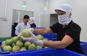 Thái Lan có nhu cầu lớn nhập trái cây tươi, hàng Việt nhiều cơ hội