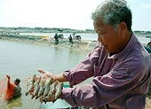 Xuất khẩu tôm tự tin vượt mốc 4 tỷ USD