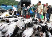 Xuất khẩu cá ngừ tận dụng tốt các FTA