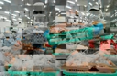 Thị trường rộng mở, xuất khẩu cá tra tiếp tục khởi sắc
