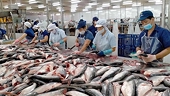 Thủy sản có dấu hiệu “hụt hơi”, xuất khẩu tôm dự báo tăng trưởng chậm trong quý 2