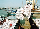 Muốn xuất khẩu gạo vào thị trường Bắc Âu, doanh nghiệp tuân thủ các quy định bắt buộc của thị trường