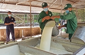 Mới có 97.000ha cao su đạt chứng chỉ bền vững, Việt Nam tăng tốc cấp nhãn hiệu "Cao su Việt Nam"