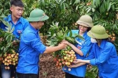 Vải thiều Bắc Giang đủ tiêu chuẩn xuất sang mọi thị trường